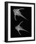 Pirillo-Sandra J. Raredon-Framed Art Print