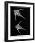 Pirillo-Sandra J. Raredon-Framed Art Print