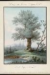 Willow Tree at the Side of a Pond-Piringer-Art Print