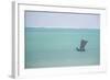 Pirogue, a Traditional Madagascar Sailing Boat, Ifaty Beach, Madagascar, Africa-Matthew Williams-Ellis-Framed Photographic Print