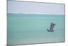 Pirogue, a Traditional Madagascar Sailing Boat, Ifaty Beach, Madagascar, Africa-Matthew Williams-Ellis-Mounted Photographic Print