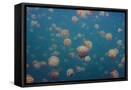 Framed Canvas