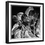 Pirus Cydonia-Thea Schrack-Framed Giclee Print