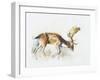 Pisanello Buck, 2006-Mark Adlington-Framed Premium Giclee Print
