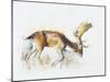 Pisanello Buck, 2006-Mark Adlington-Mounted Premium Giclee Print