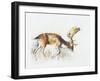 Pisanello Buck, 2006-Mark Adlington-Framed Giclee Print