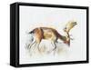 Pisanello Buck, 2006-Mark Adlington-Framed Stretched Canvas