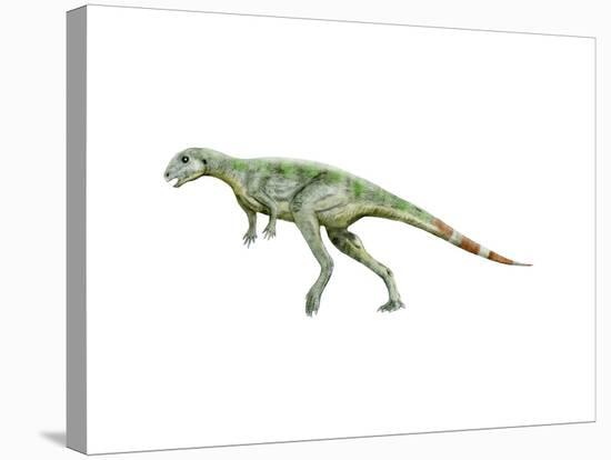 Pisanosaurus Dinosaur-null-Stretched Canvas