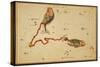 Pisces Constellation, Zodiac Sign, 1825-Science Source-Stretched Canvas