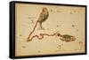 Pisces Constellation, Zodiac Sign, 1825-Science Source-Framed Stretched Canvas