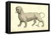 Piscis Leonini Effigies-Ulisse Aldrovandi-Framed Stretched Canvas