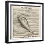 Piscis Notius-Gaius Julius Hyginus-Framed Art Print