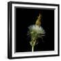 Pisenlit 2-Magda Indigo-Framed Photographic Print