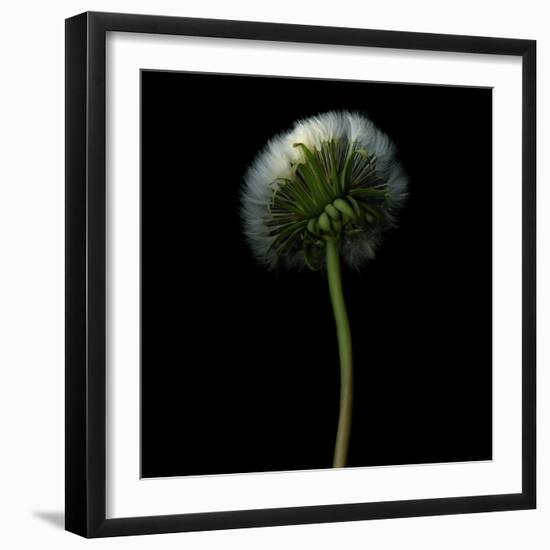 Pisenlit-Magda Indigo-Framed Photographic Print