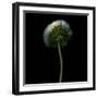 Pisenlit-Magda Indigo-Framed Photographic Print