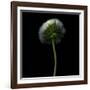 Pisenlit-Magda Indigo-Framed Photographic Print