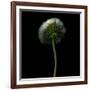 Pisenlit-Magda Indigo-Framed Photographic Print