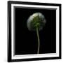 Pisenlit-Magda Indigo-Framed Photographic Print