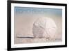 Pismo Beach, California - Sand Dollar and Beach-Lantern Press-Framed Art Print