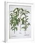 Pistachio Nut, Bay Tree (Laurus Nobilis) and Almond, 1613-Unknown-Framed Giclee Print