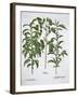 Pistachio Nut, Bay Tree (Laurus Nobilis) and Almond, 1613-Unknown-Framed Giclee Print