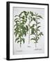 Pistachio Nut, Bay Tree (Laurus Nobilis) and Almond, 1613-Unknown-Framed Giclee Print