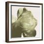 Pistachio Rose-Malcolm Sanders-Framed Giclee Print