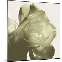 Pistachio Rose-Malcolm Sanders-Mounted Giclee Print