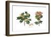 Pistacia Lentiscus,  Flora Graeca-Ferdinand Bauer-Framed Giclee Print