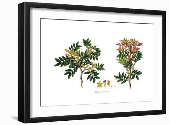 Pistacia Lentiscus,  Flora Graeca-Ferdinand Bauer-Framed Giclee Print