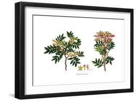 Pistacia Lentiscus,  Flora Graeca-Ferdinand Bauer-Framed Giclee Print