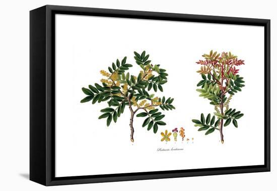 Pistacia Lentiscus,  Flora Graeca-Ferdinand Bauer-Framed Stretched Canvas