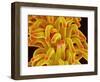 Pistil of a Chickweed Plant-Micro Discovery-Framed Photographic Print