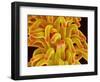 Pistil of a Chickweed Plant-Micro Discovery-Framed Photographic Print