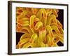 Pistil of a Chickweed Plant-Micro Discovery-Framed Photographic Print