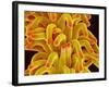 Pistil of a Chickweed Plant-Micro Discovery-Framed Photographic Print