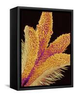 Pistil of a Geranium Flower-Micro Discovery-Framed Stretched Canvas