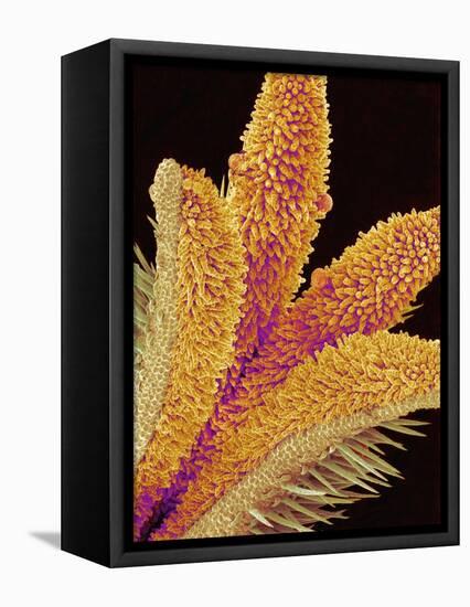 Pistil of a Geranium Flower-Micro Discovery-Framed Stretched Canvas