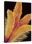Pistil of a Geranium Flower-Micro Discovery-Stretched Canvas