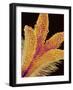 Pistil of a Geranium Flower-Micro Discovery-Framed Photographic Print