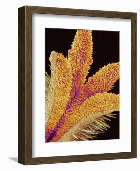 Pistil of a Geranium Flower-Micro Discovery-Framed Photographic Print