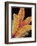 Pistil of a Geranium Flower-Micro Discovery-Framed Photographic Print