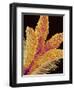 Pistil of a Geranium Flower-Micro Discovery-Framed Photographic Print