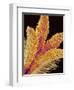 Pistil of a Geranium Flower-Micro Discovery-Framed Photographic Print