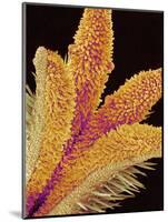 Pistil of a Geranium Flower-Micro Discovery-Mounted Photographic Print