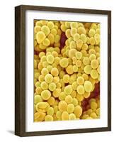 Pistil of a Melon Plant-Micro Discovery-Framed Photographic Print