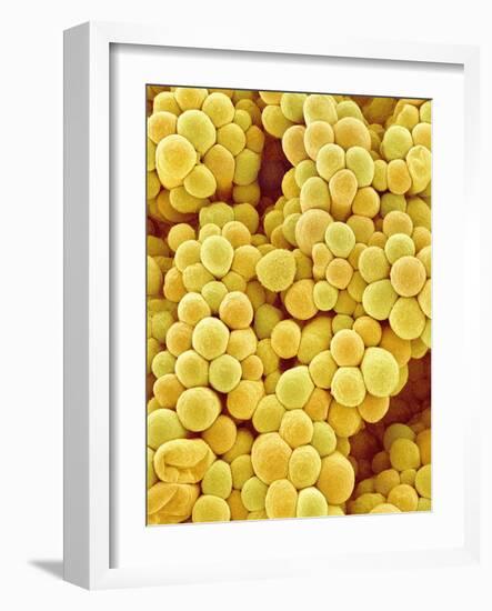 Pistil of a Melon Plant-Micro Discovery-Framed Photographic Print