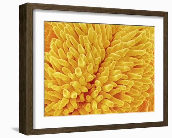 Pistil of Buttercup-Micro Discovery-Framed Premium Photographic Print