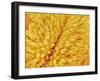 Pistil of Buttercup-Micro Discovery-Framed Premium Photographic Print