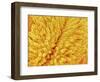 Pistil of Buttercup-Micro Discovery-Framed Photographic Print